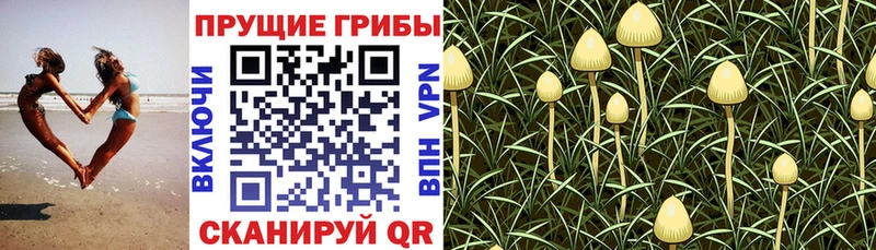 Псилоцибиновые грибы мухоморы  блэк спрут как зайти  Пустошка  наркошоп 